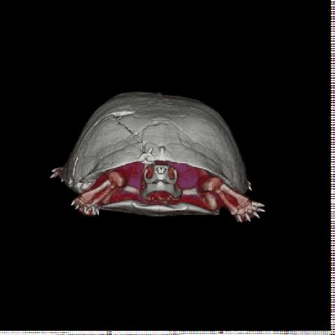 Box turtle