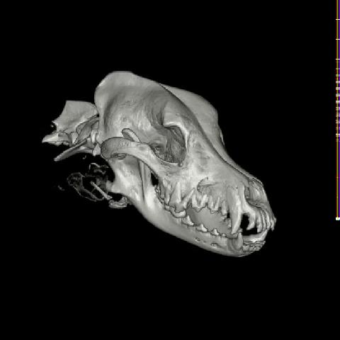 Canine head