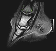 Typical Equine Limb Case Study of Foot