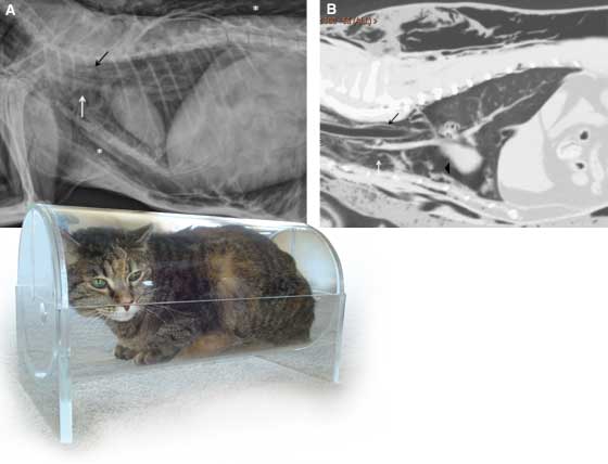Vet Mouse Trap Scan
