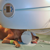 Vet-MR Grande Brio in use examing a dogs head