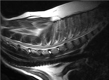 A Vet-MR Grande Brio typical scan