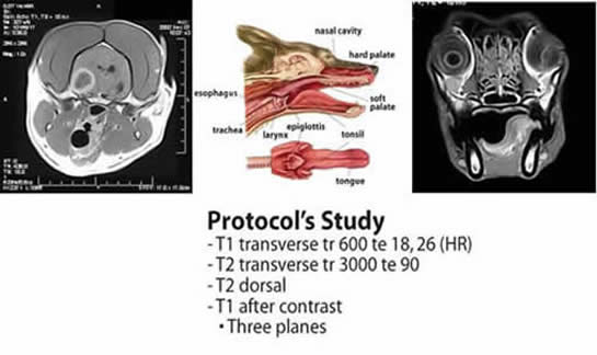 Neoplasia Example G