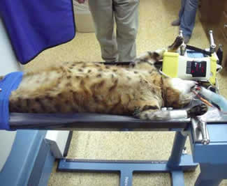 Position for a bladder scan 1