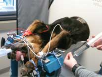 VetScan in use doing an abdominal scan